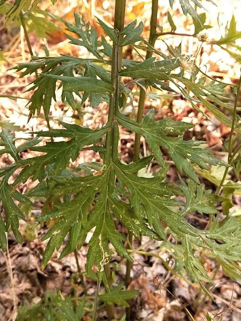 Ambrosia acanthicarpa