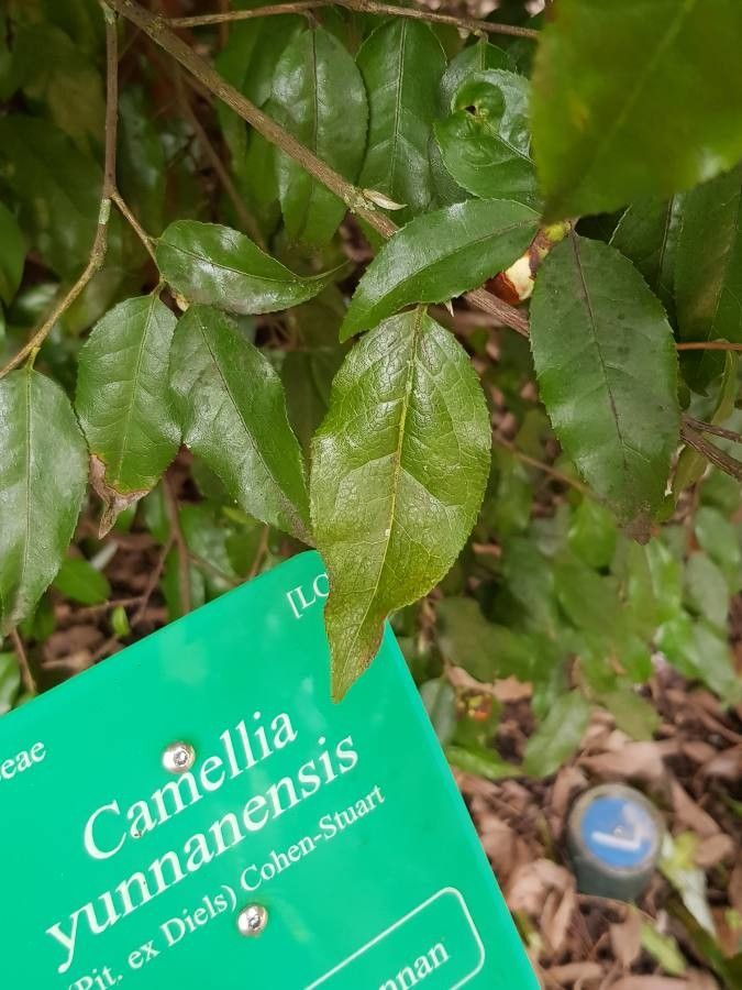 Camellia yunnanensis leaf