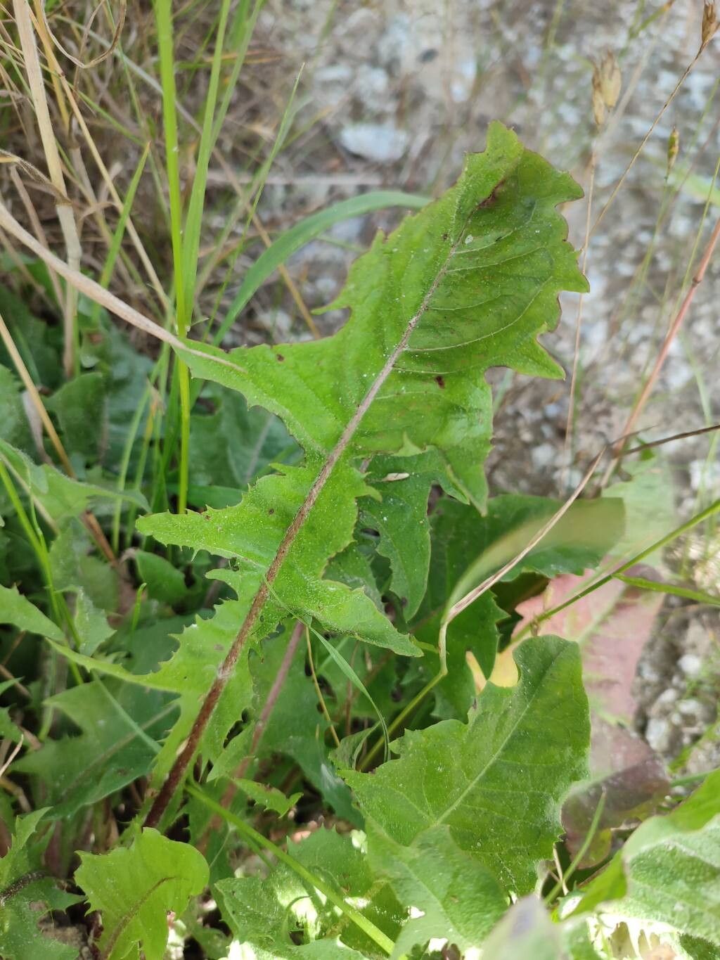 Taraxacum obliquilobum leaf