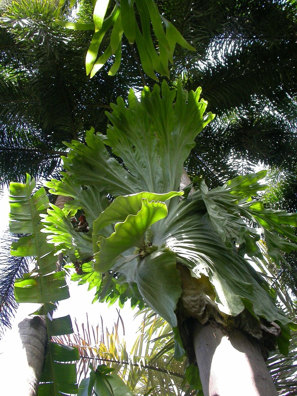 Platycerium holttumii — pet friendly houseplant