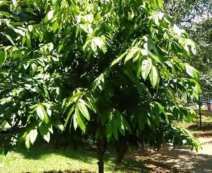 Bouea macrophylla — search result for 'Anacardiaceae'