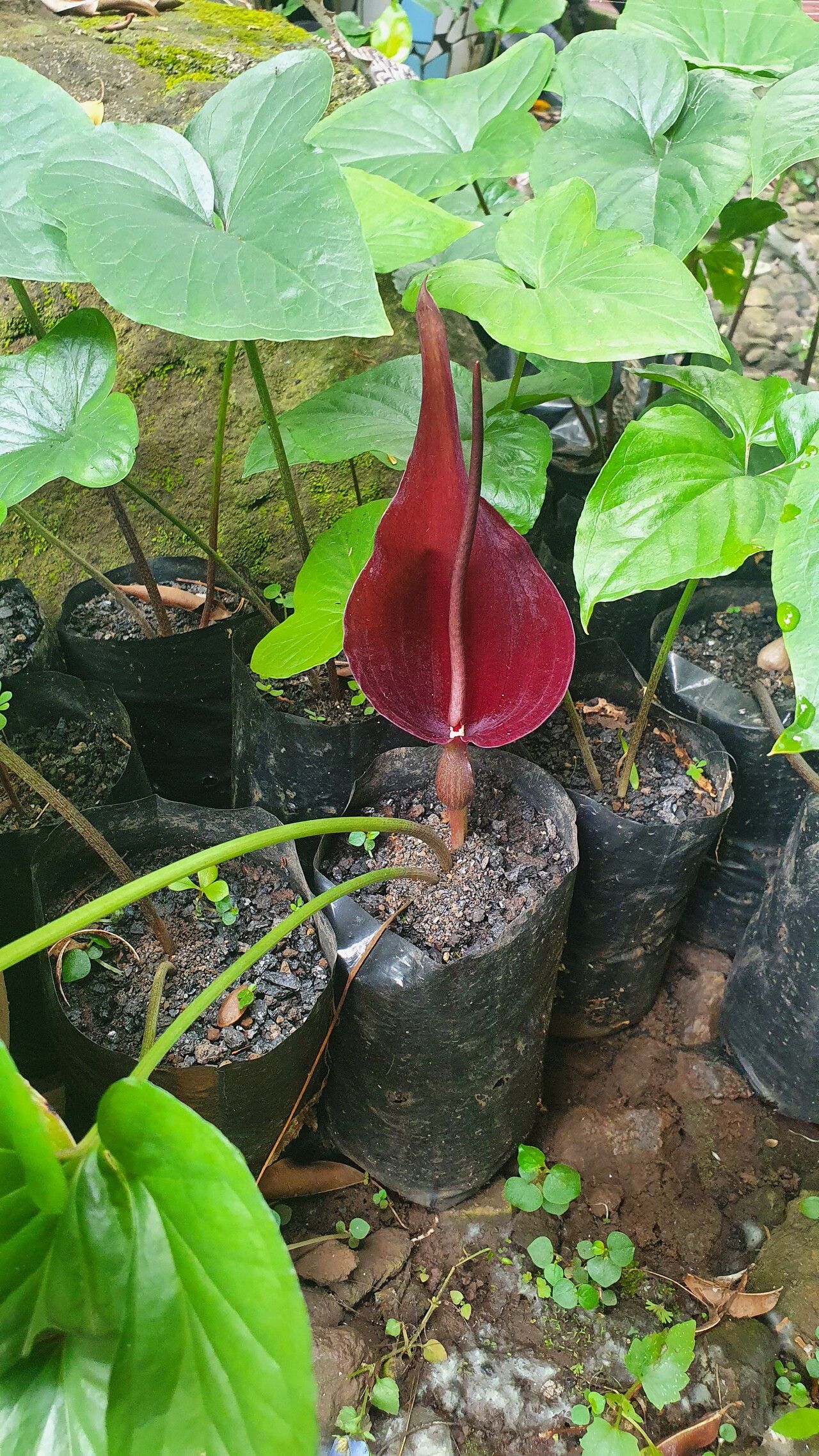 Typhonium roxburghii habit