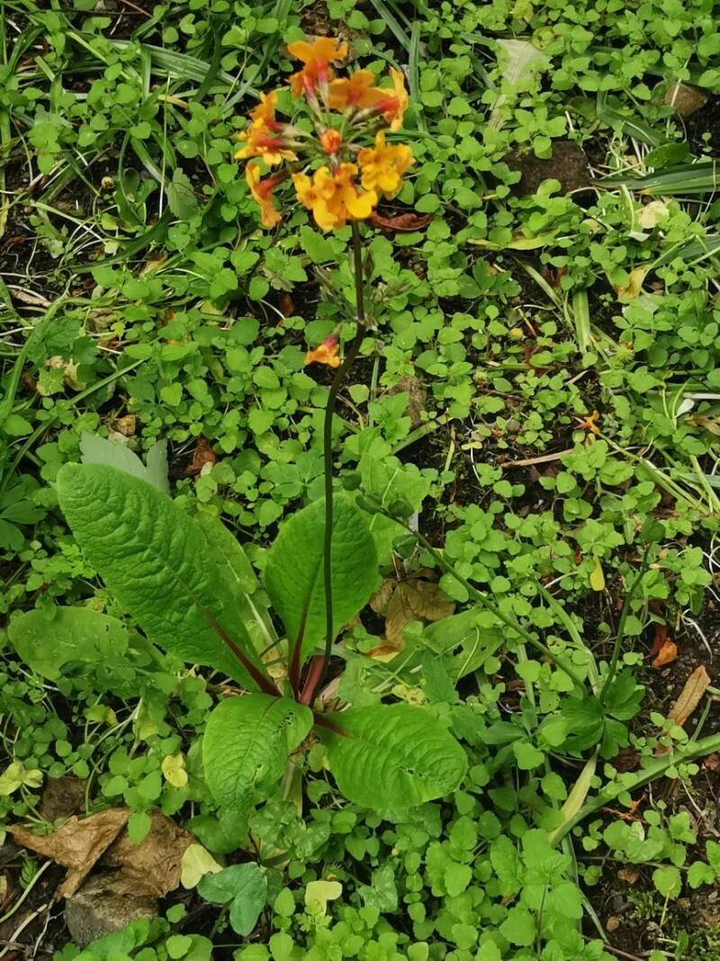 Primula bulleyana — search result for 'Primulaceae'