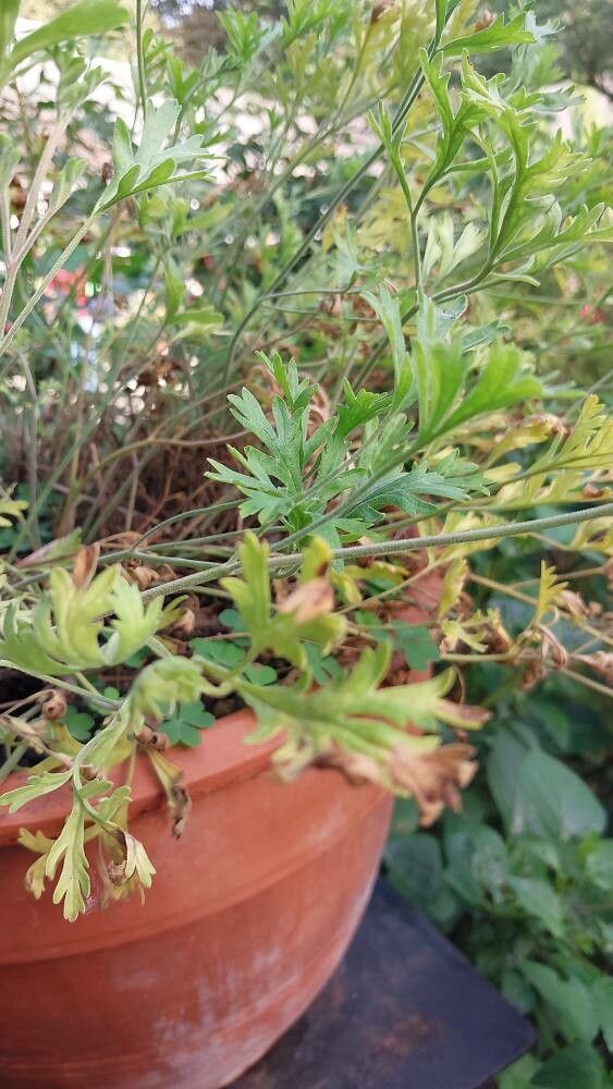 Pelargonium dolomiticum — houseplant care guide