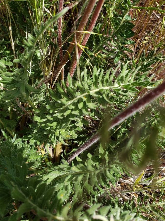 Balsamorhiza hookeri — houseplant care guide