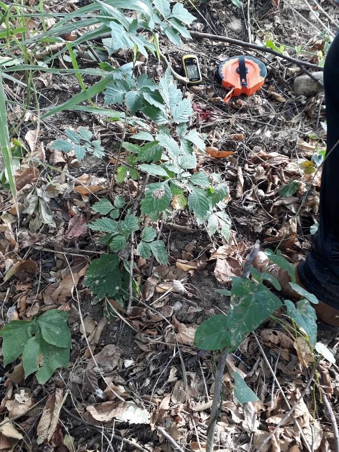 Serjania triquetra — houseplant care guide