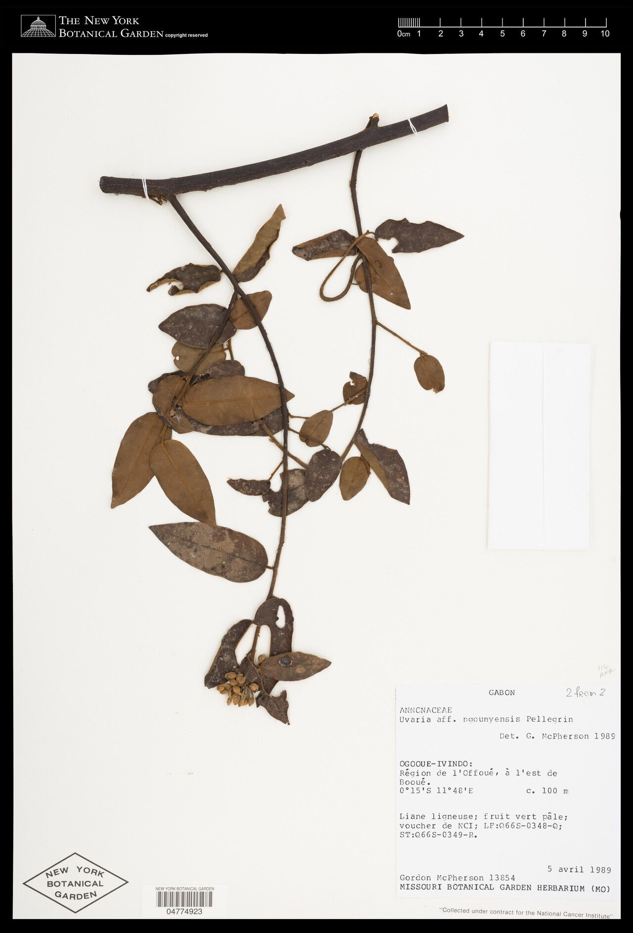 Uvaria ngounyensis — houseplant care guide