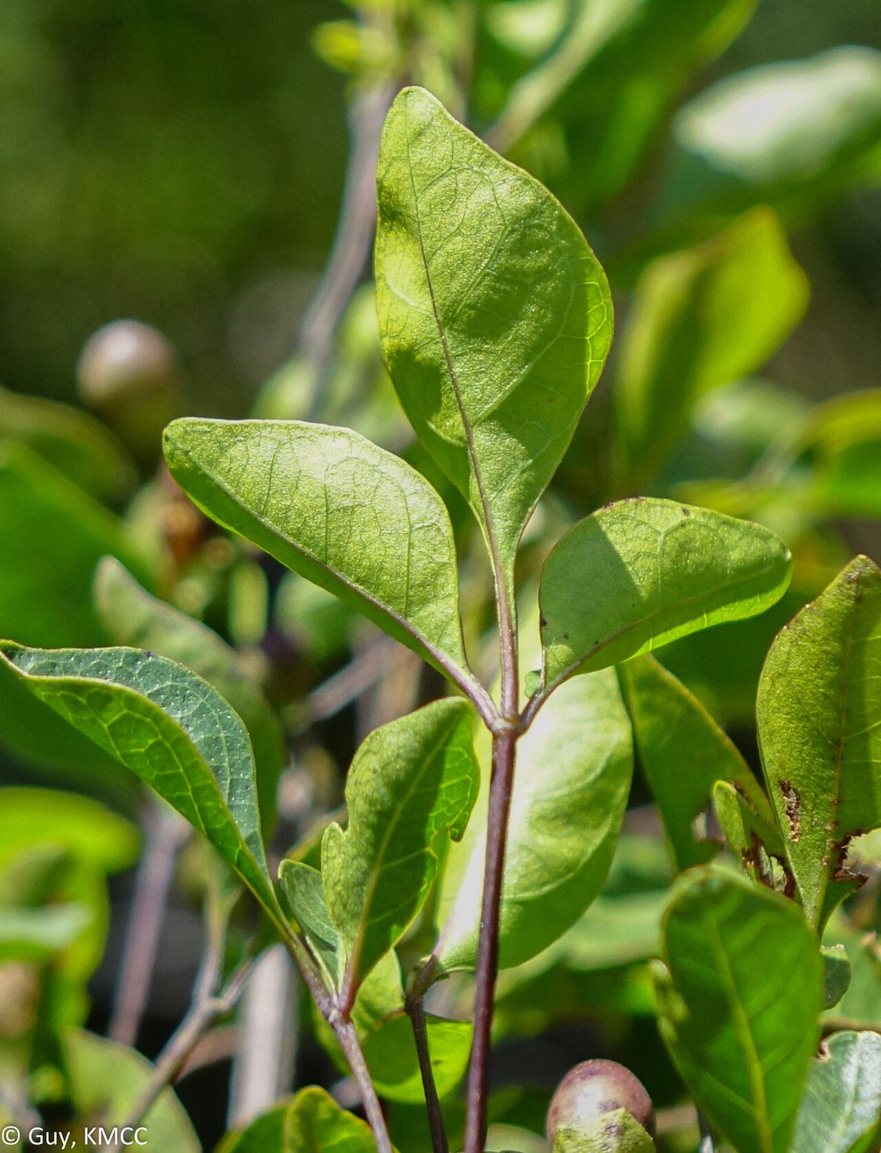 Vitex pervillei leaf