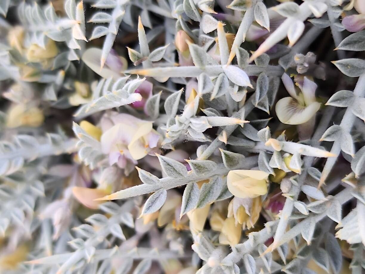 Astragalus gossypinus flower