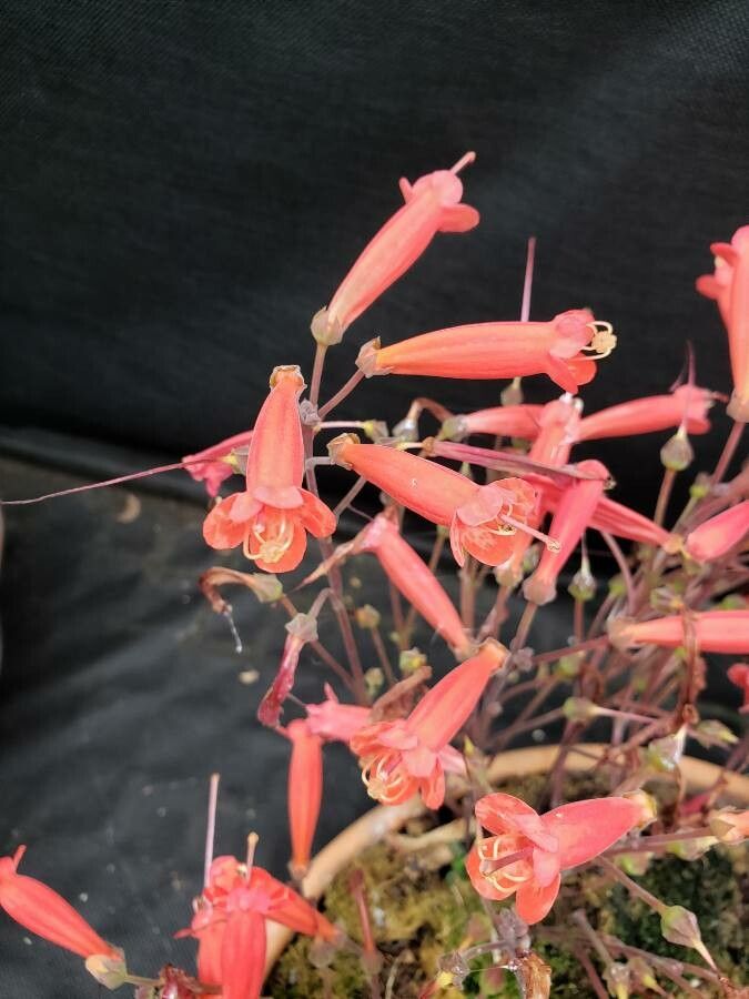 Sinningia defoliata flower