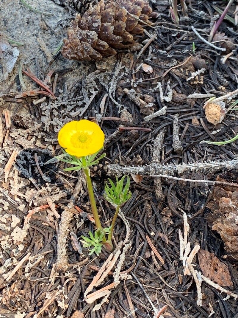 Ranunculus adoneus flower