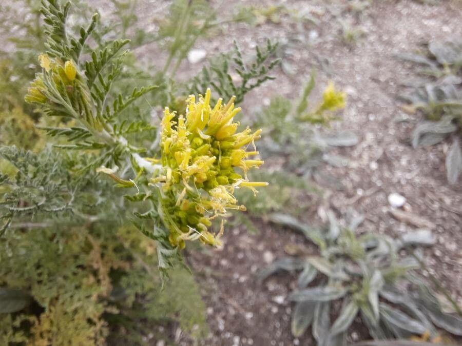 Descurainia sophia flower