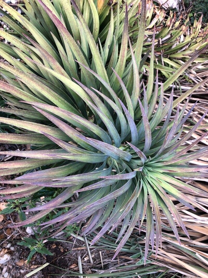 Yucca de-smetiana leaf