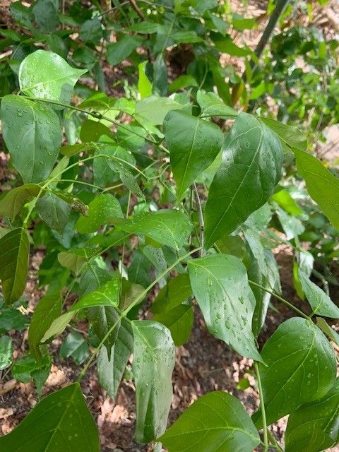 Premna tahitensis — houseplant care guide