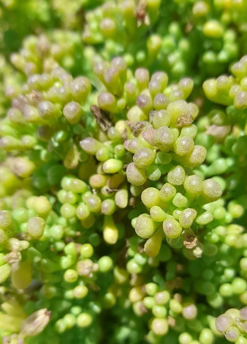 Nolana divaricata — related species from the same genus