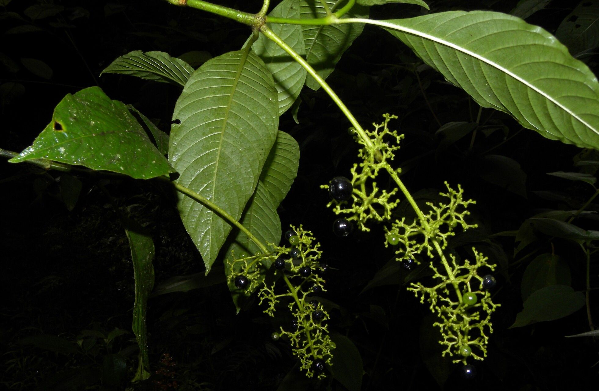 Psychotria berteroana habit