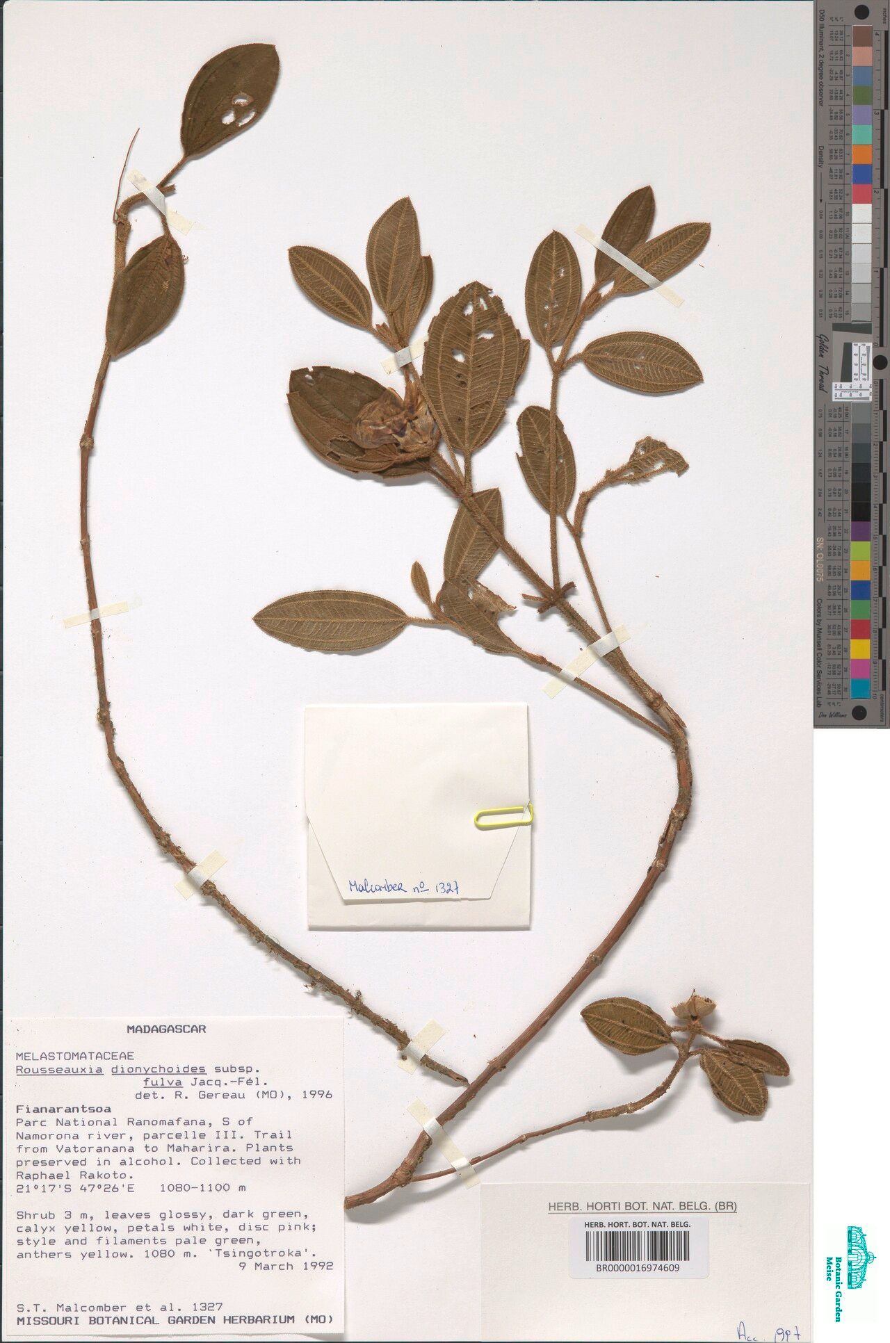 Rousseauxia dionychoides — related species from the same genus