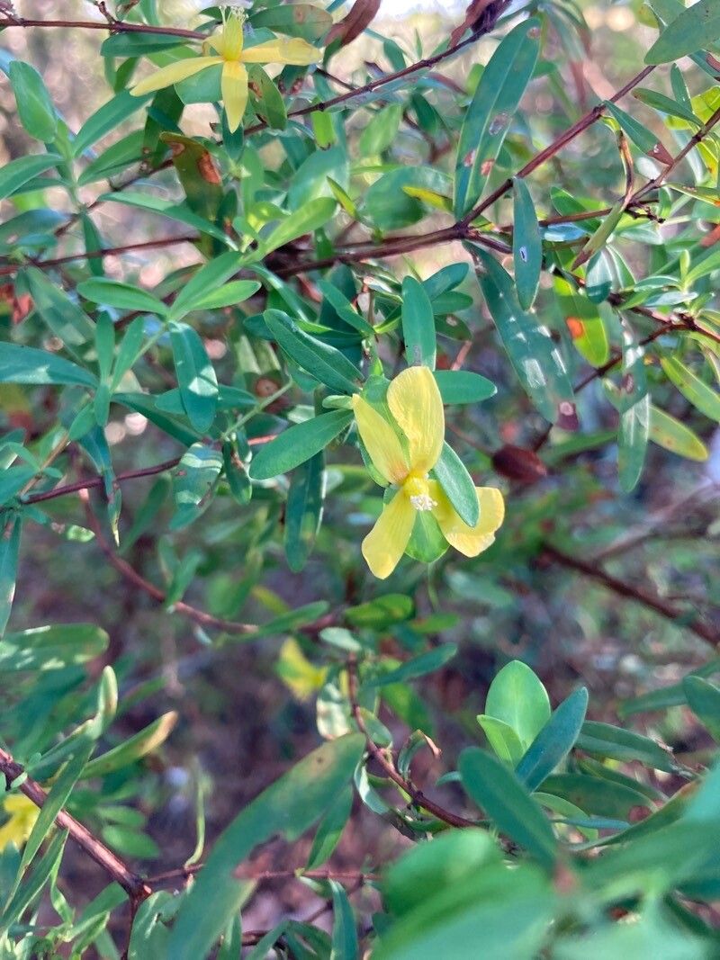 Hypericum hypericoides flower