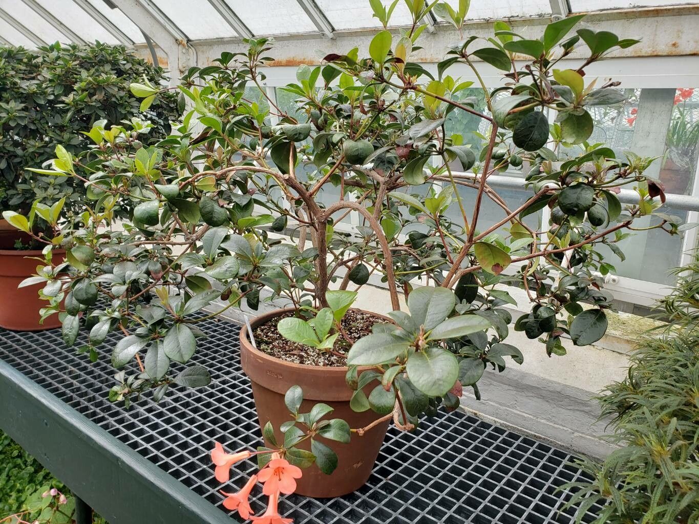 Rhododendron lochiae habit