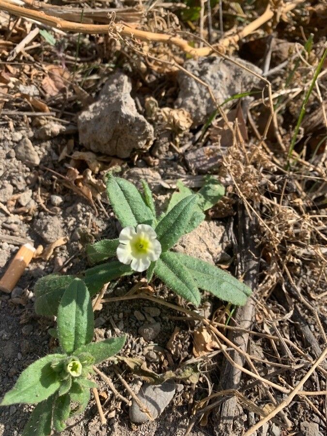 Nonea lutea flower