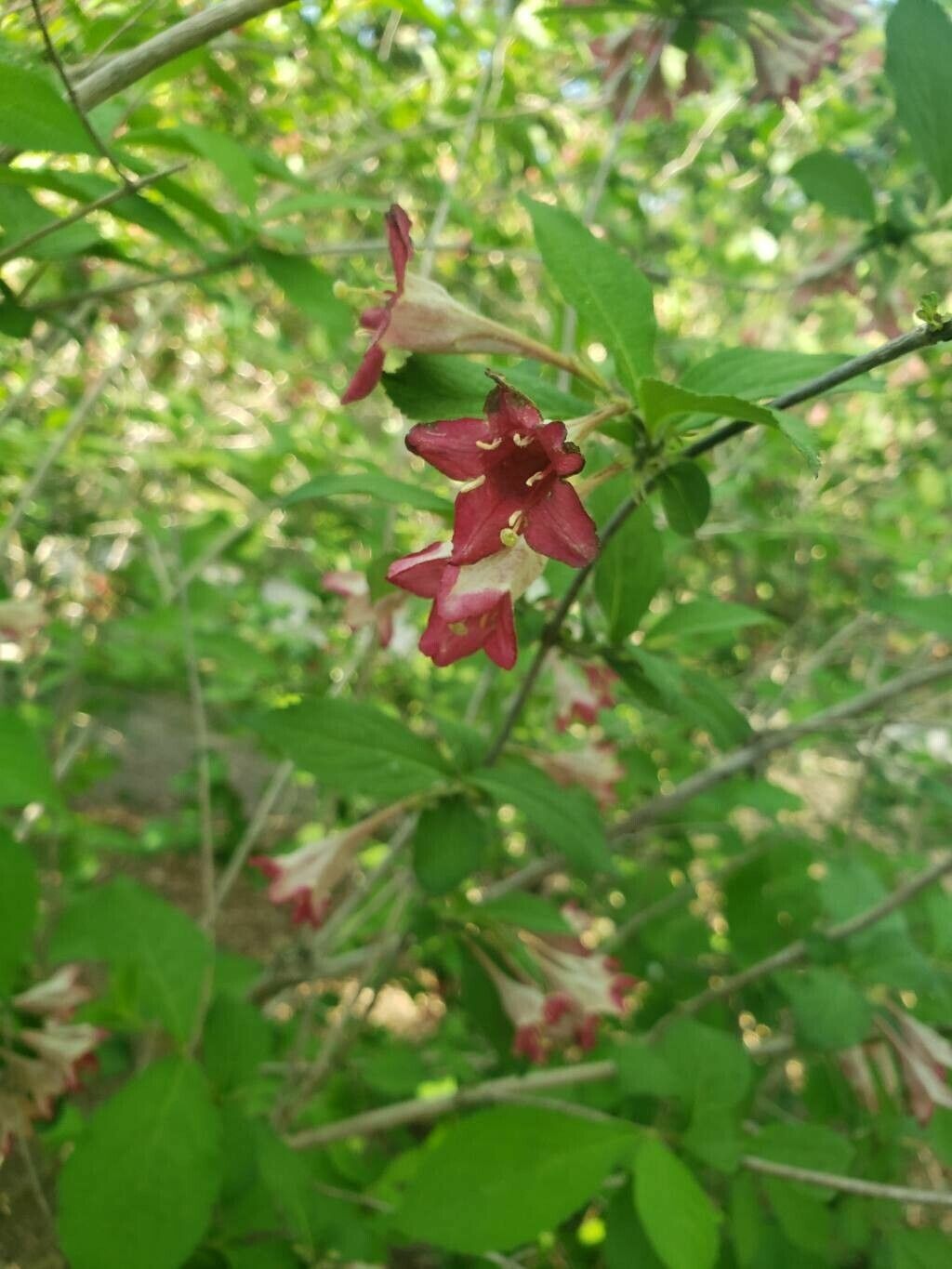 Weigela subsessilis flower