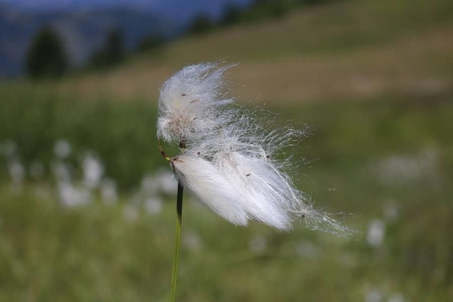 Eriophorum vaginatum fruit