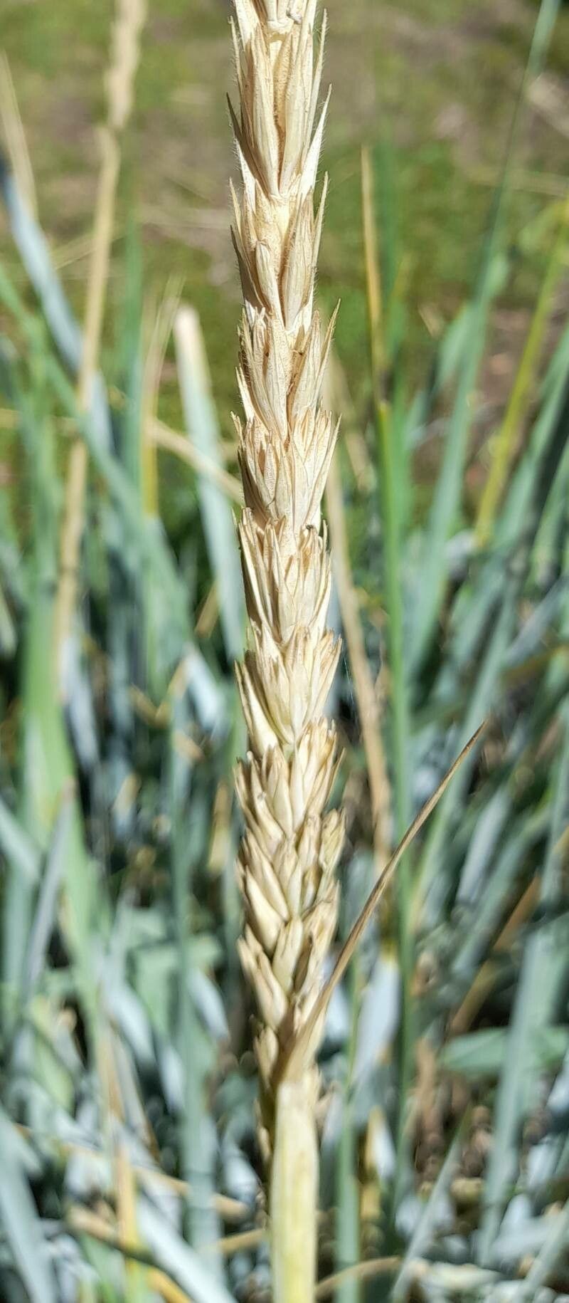 Elymus magellanicus fruit