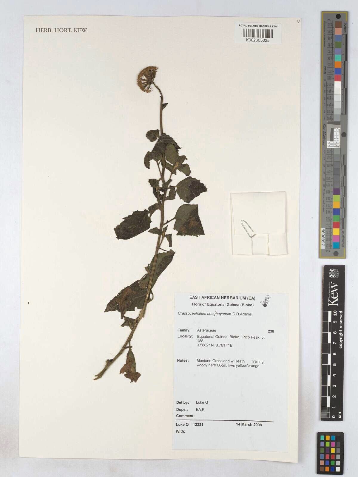 Crassocephalum bougheyanum — related species from the same genus