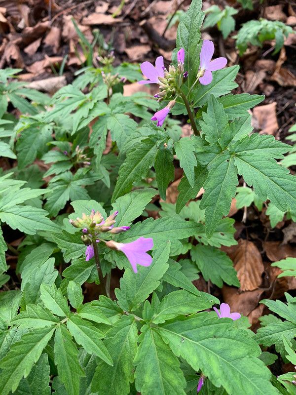Cardamine quinquefolia — search result for 'Cardamine'