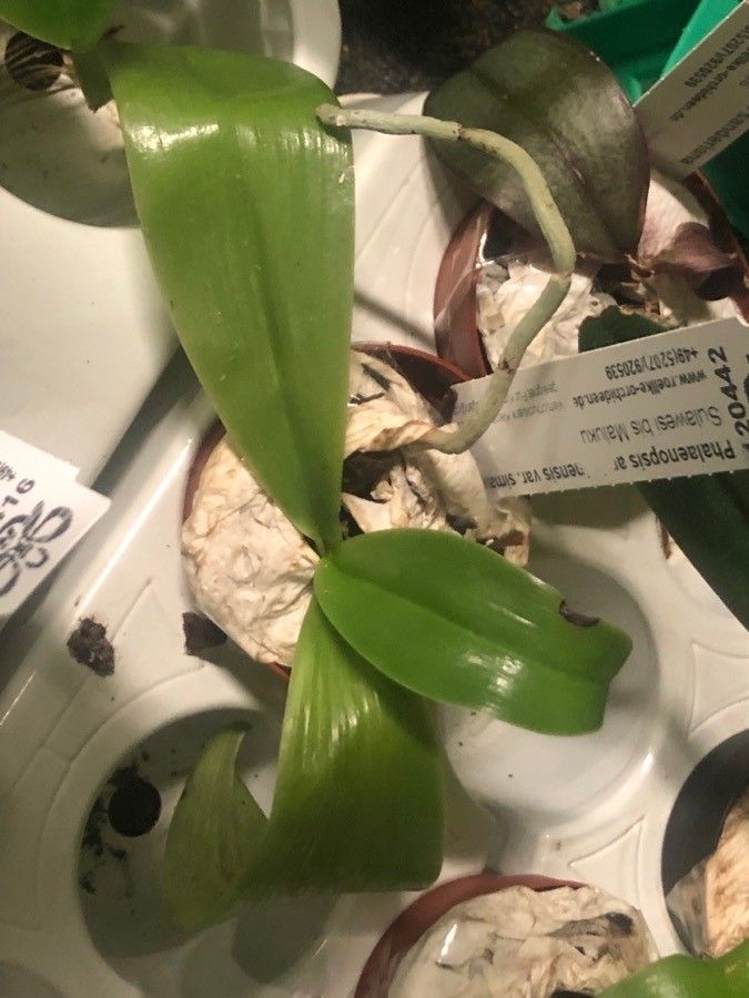 Phalaenopsis amboinensis leaf