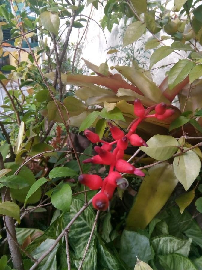 Aechmea nudicaulis fruit