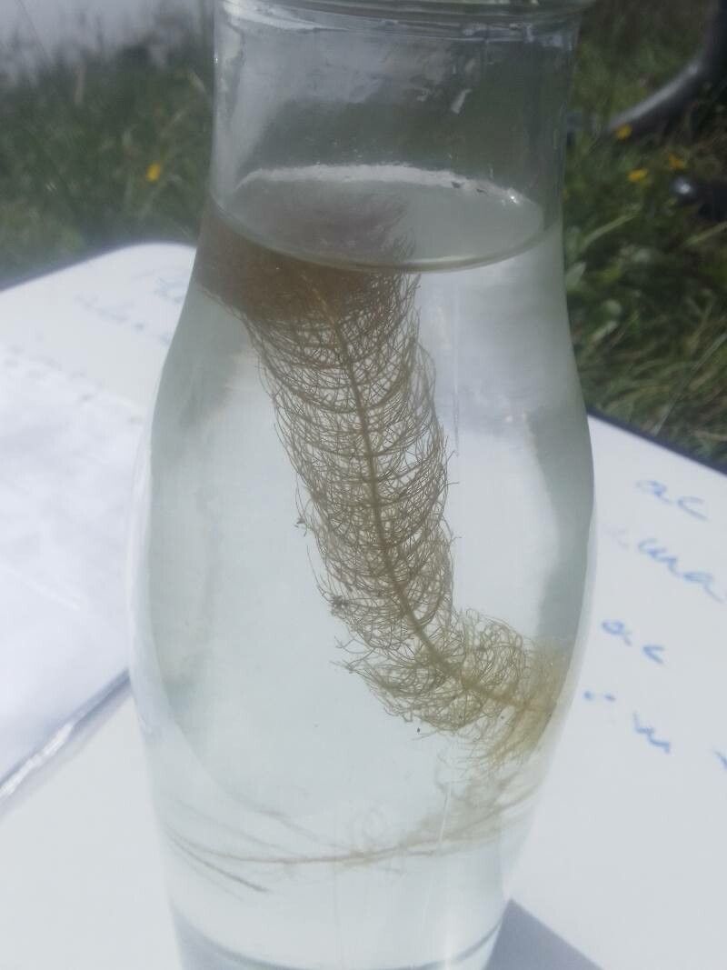 Myriophyllum alterniflorum