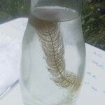 Myriophyllum alterniflorum