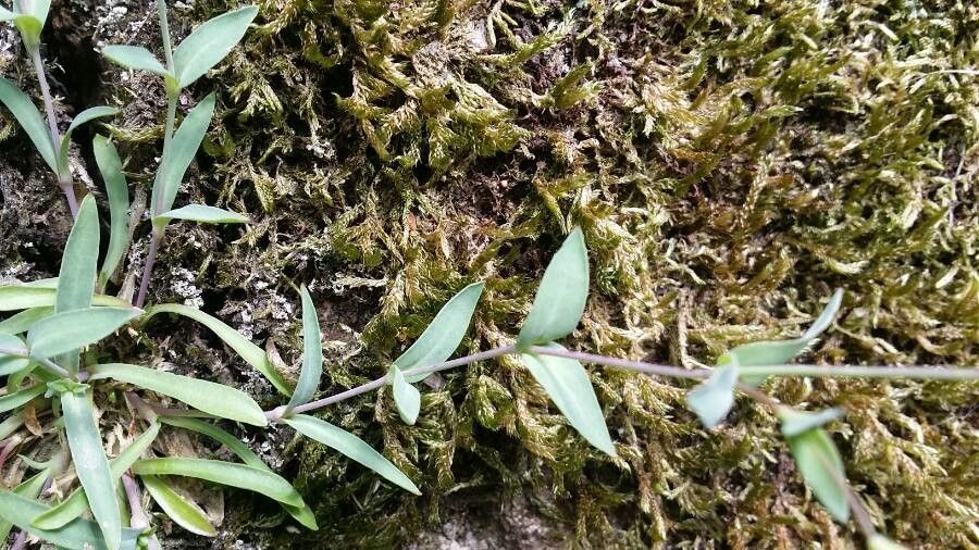 Silene rupestris leaf