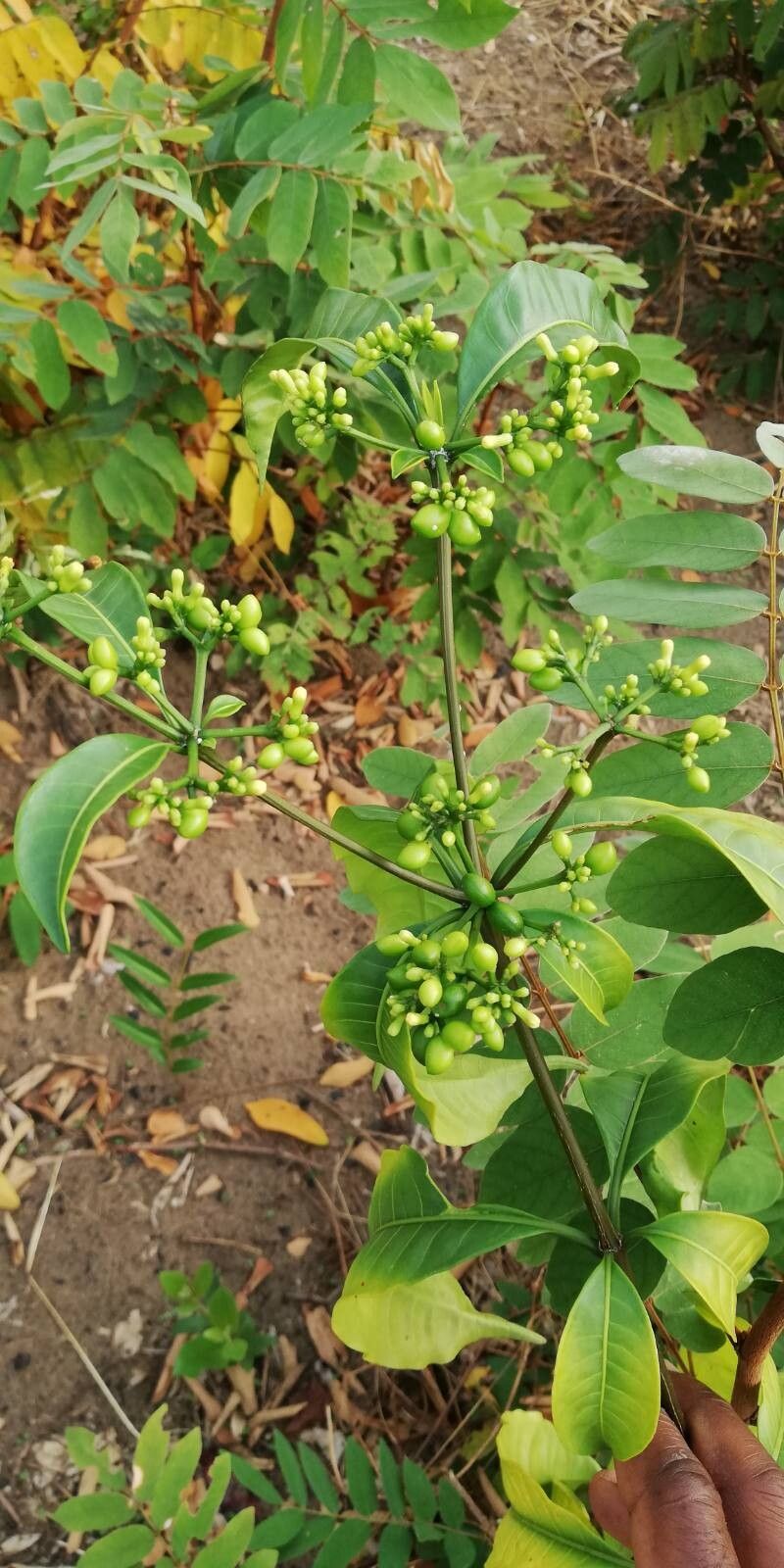 Rauvolfia mannii fruit