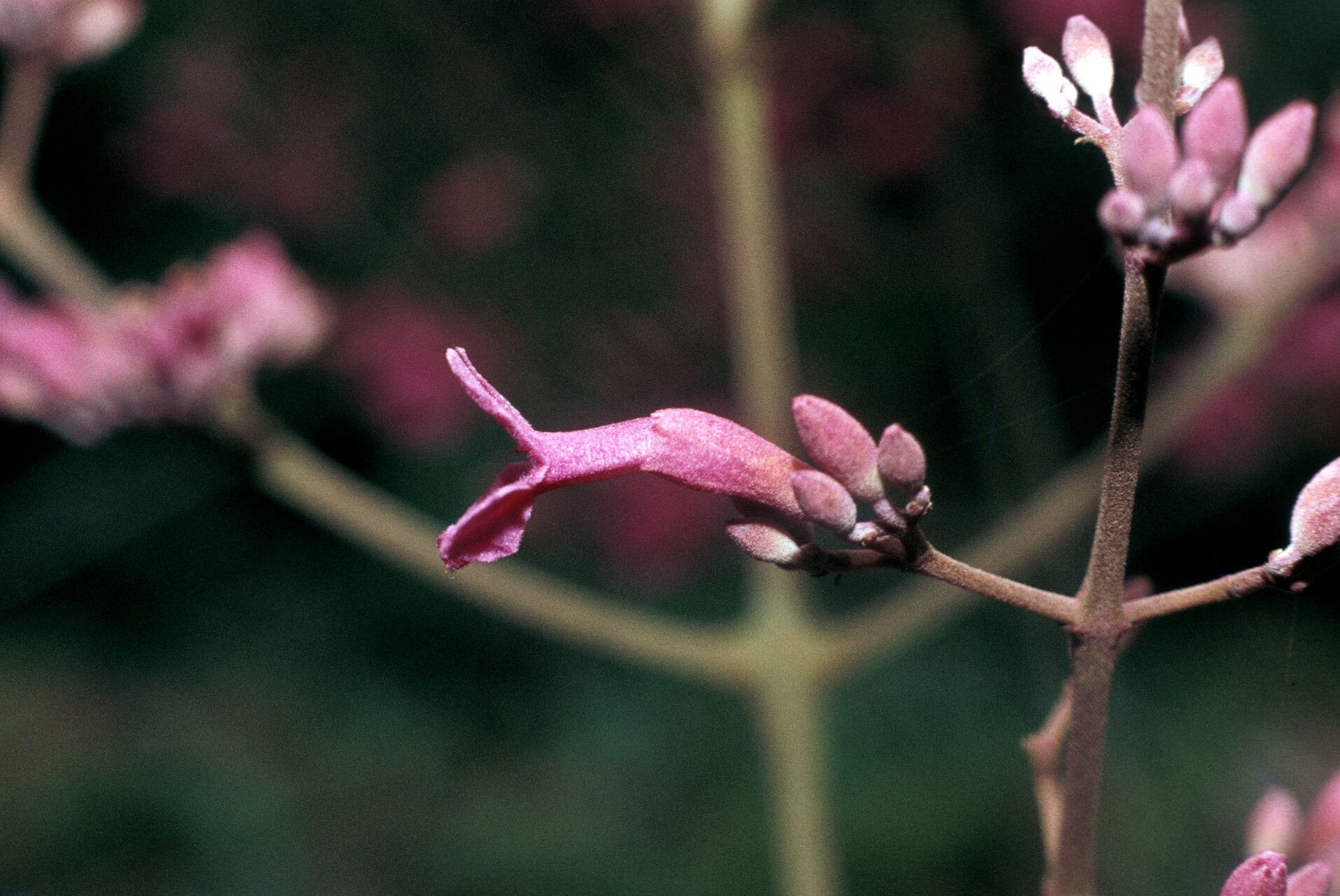 Fridericia fanshawei — houseplant care guide