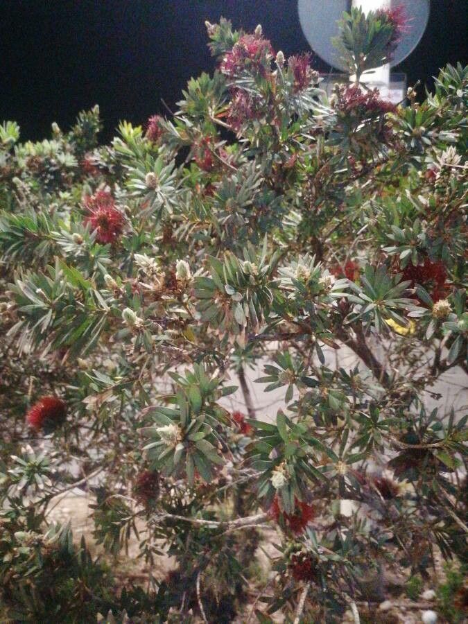 Cunonia purpurea — houseplant care guide