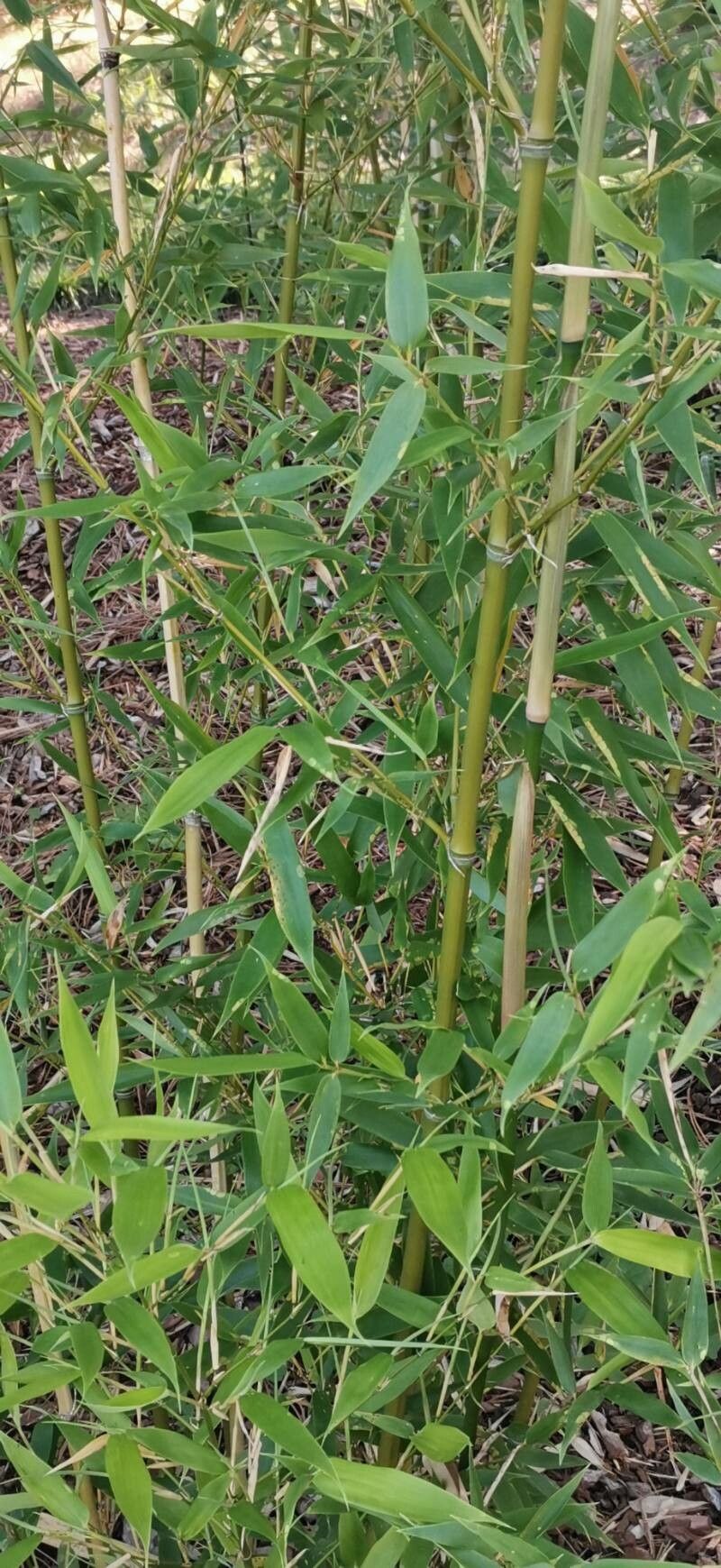 Phyllostachys glauca bark