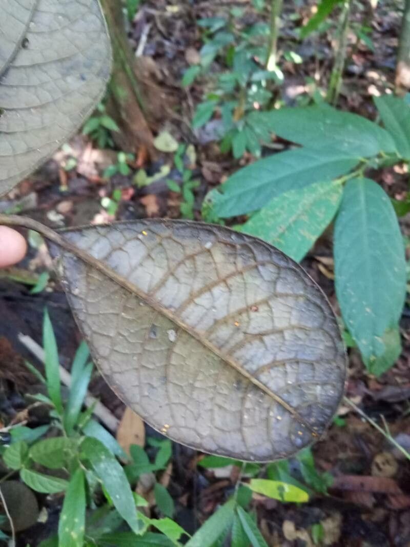 Acronychia pedunculata — related species from the same genus