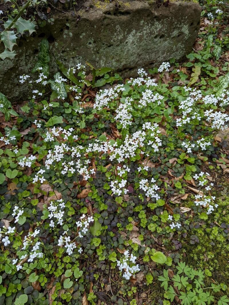 Cardamine trifolia habit