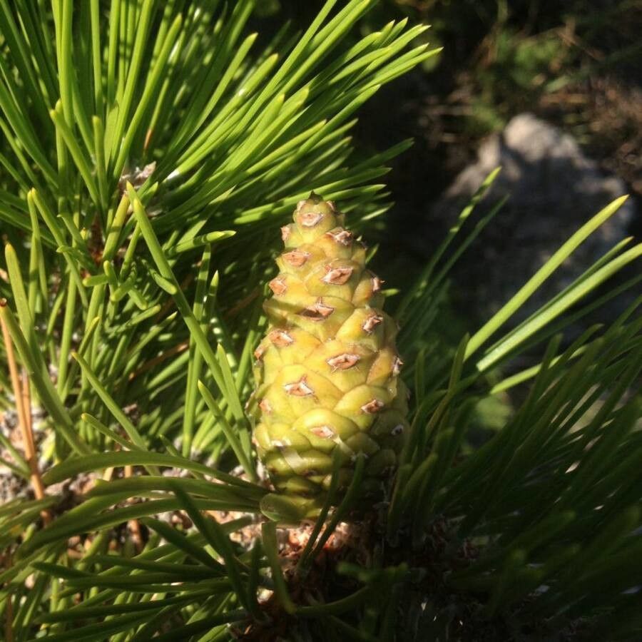 Pinus rigida fruit