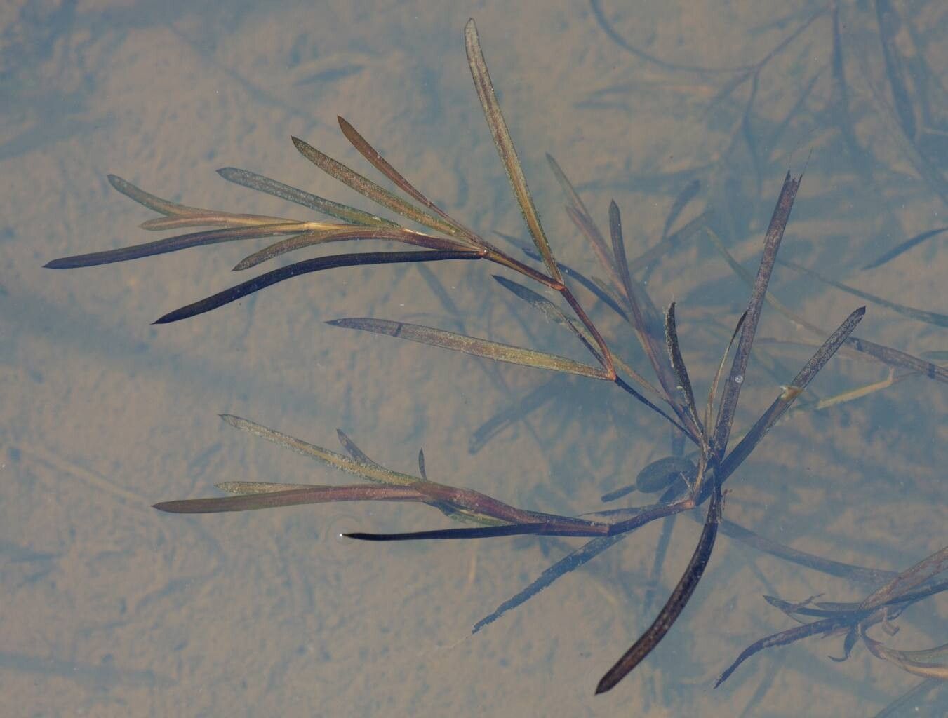 Potamogeton friesii leaf