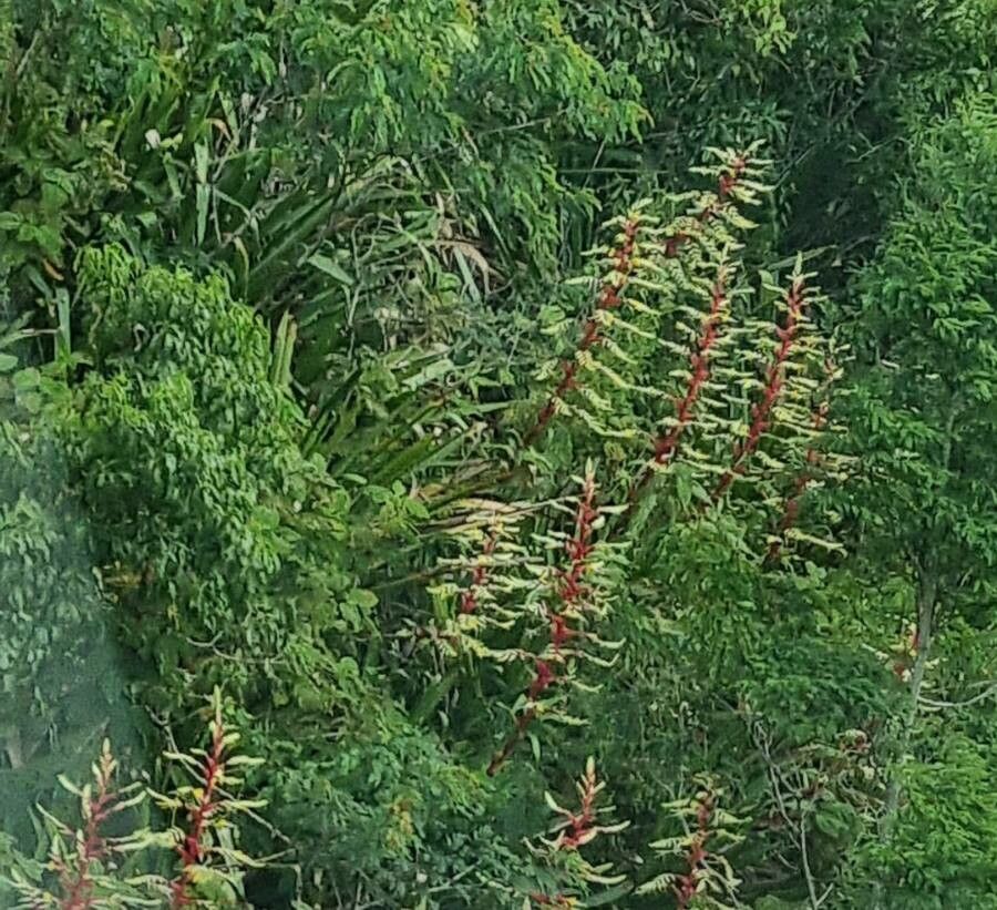 Alcantarea imperialis flower