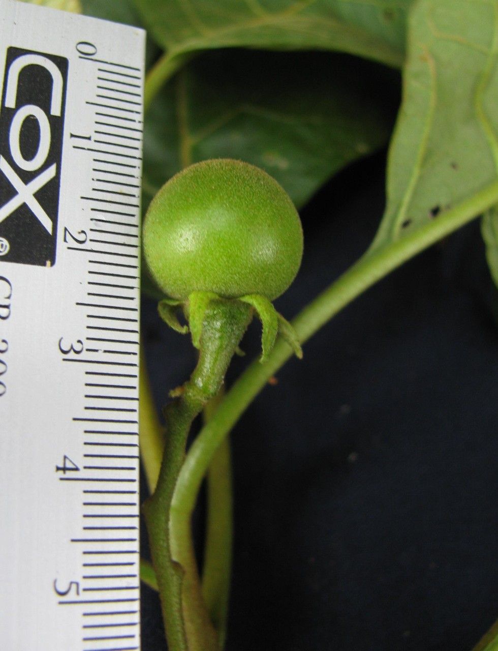 Solanum erythrotrichum — houseplant care guide