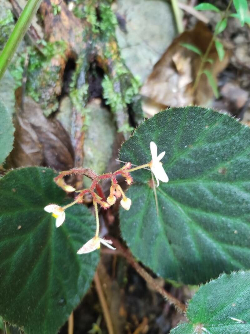 Begonia skutchii flower
