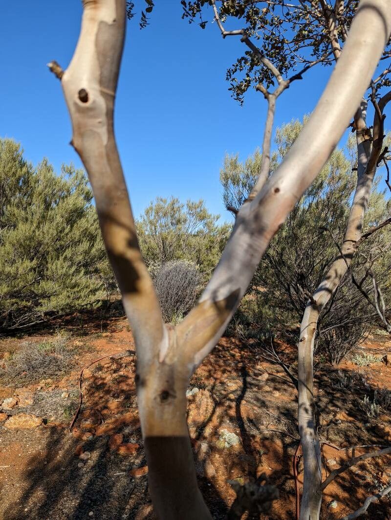 Eucalyptus gillii bark