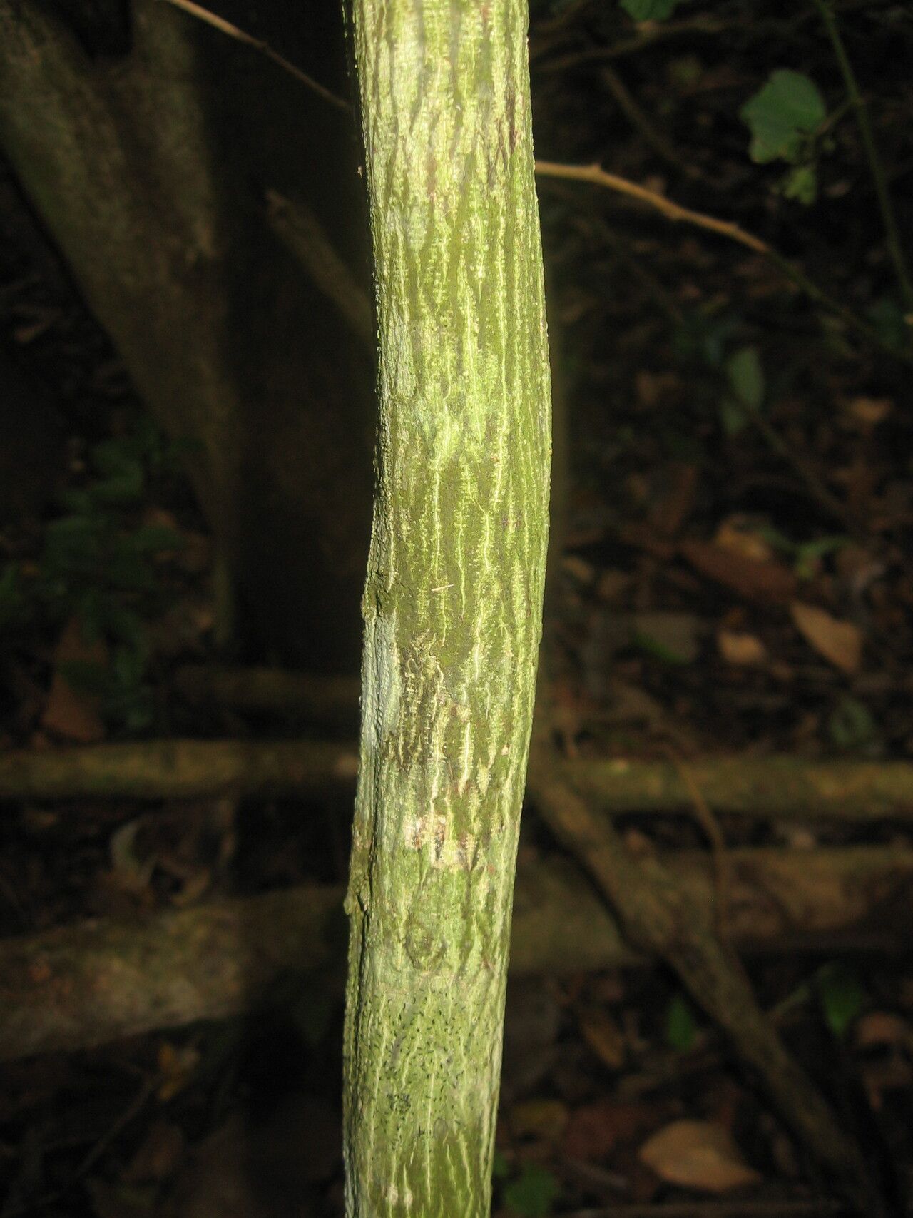 Monodora hastipetala bark