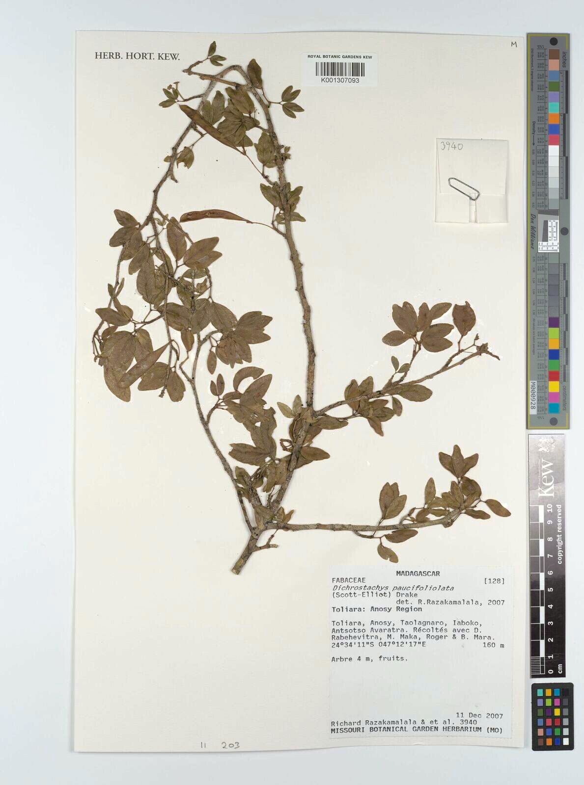 Dichrostachys paucifoliolata — houseplant care guide