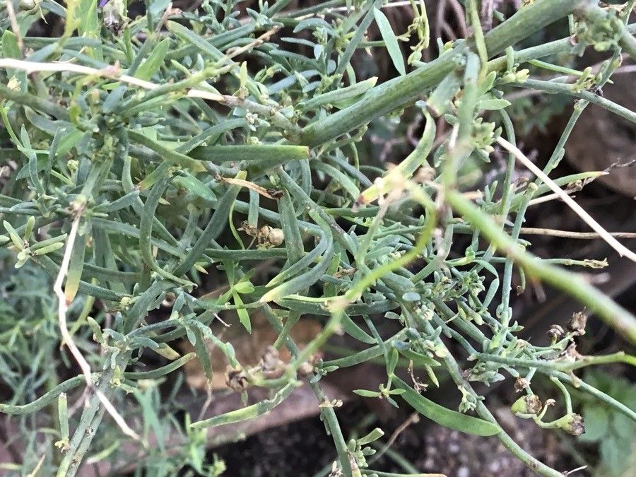 Linaria cavanillesii — search result for 'Linaria'