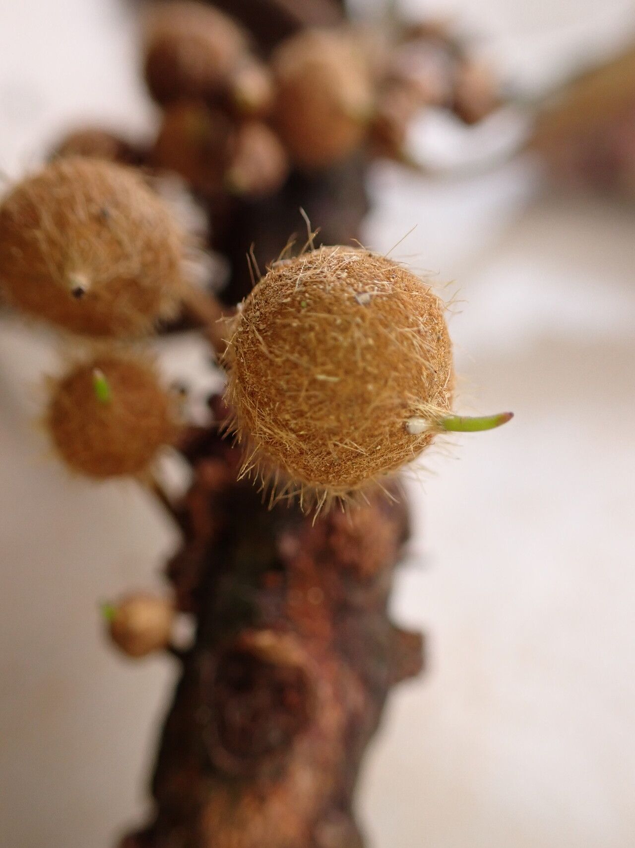 Englerophytum laurentii fruit